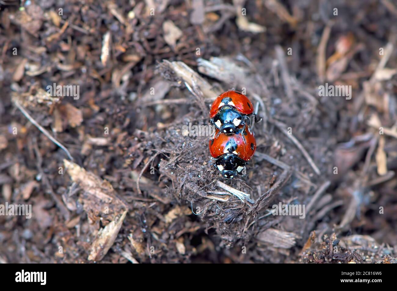 A pair of seven-spotted ladybugs or ladybirds (Coccinella septempunctata) mating on bark mulch in a garden. Stock Photo