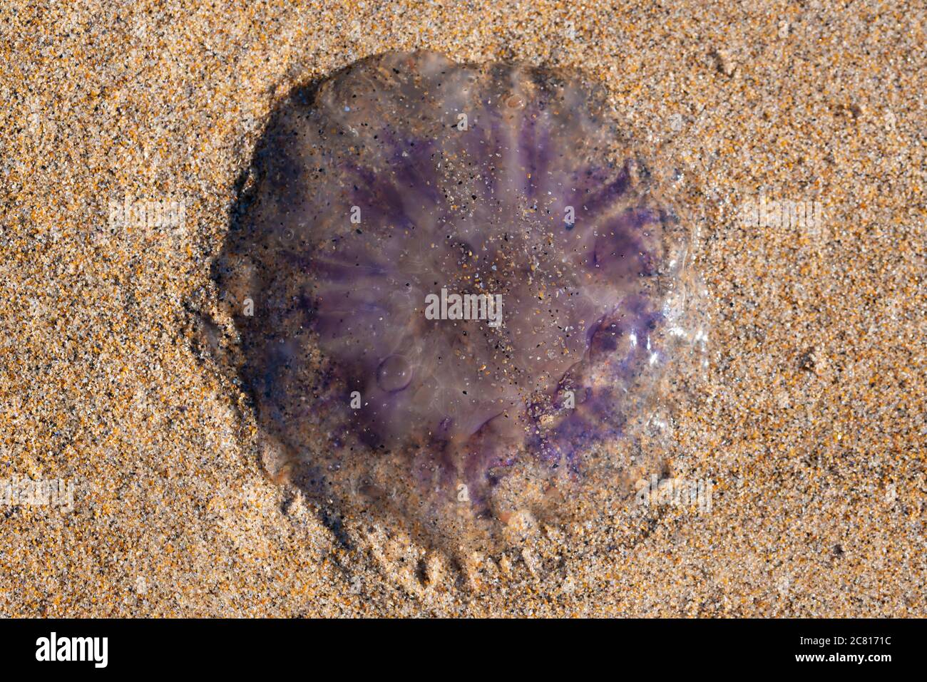 Lion's mane Jellyfish washed ashore Stock Photo