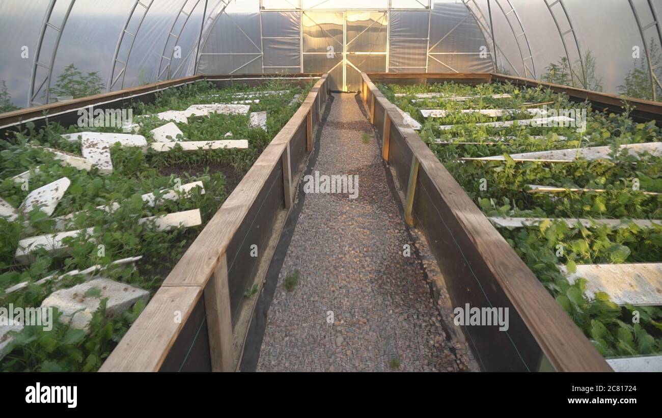 Helix Aspersa Muller, Maxima Snail, Organic Farming, Snail Farming