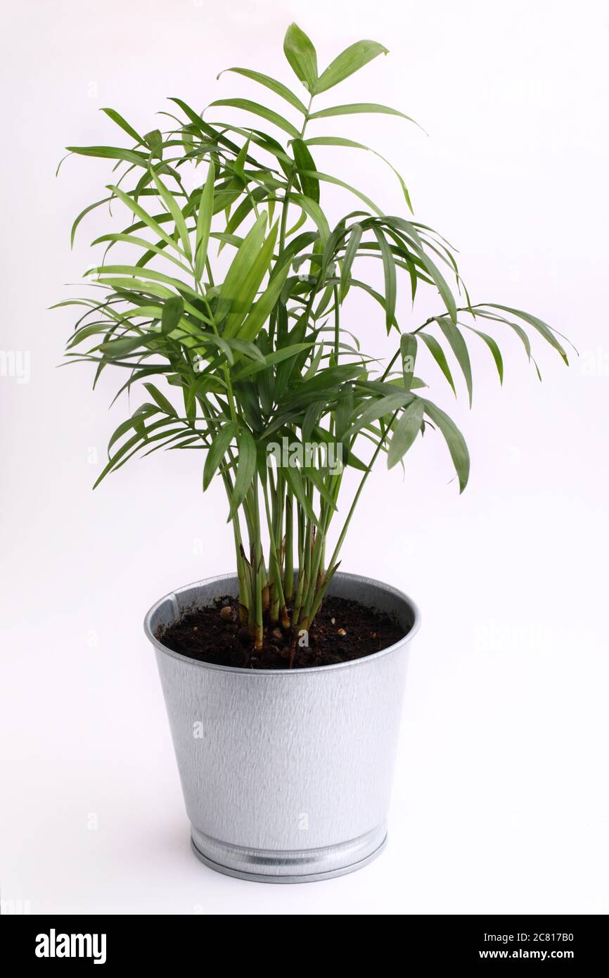 Neanthe Bella Palm plant in a metal flower pot isolated on white Stock Photo