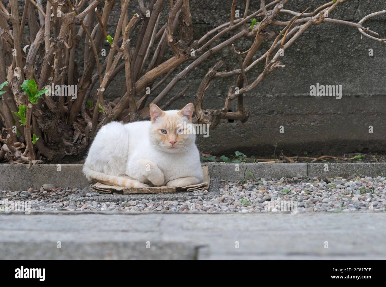 redpoint siamese cat resting in the backyard Stock Photo Alamy