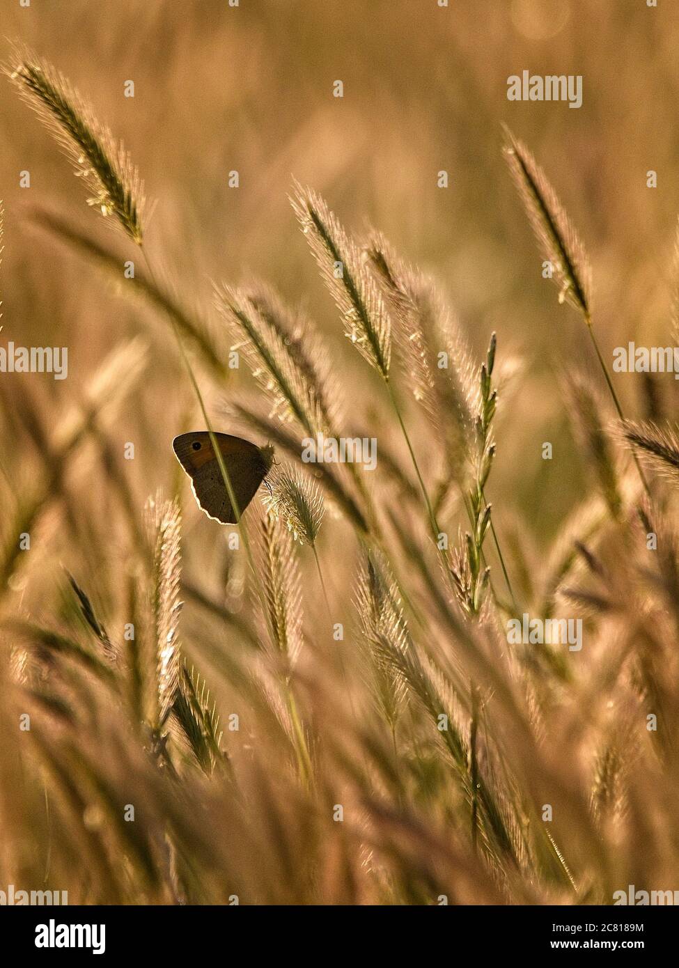 Butterfly resting on long grass backlit with golden glow of setting sun Stock Photo
