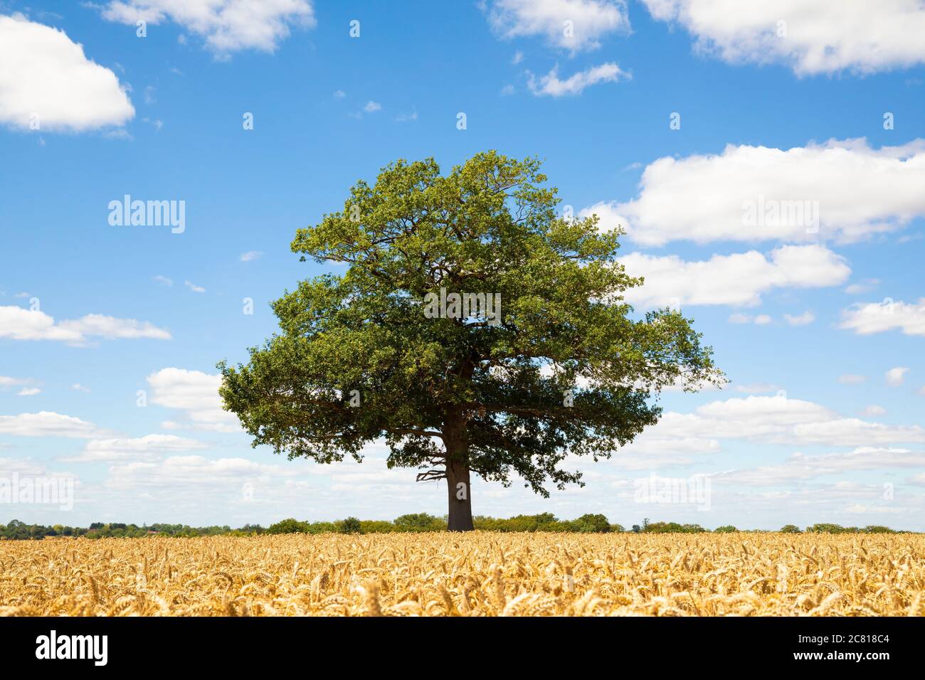 Solitary oak tree in a field of golden ripe wheat in the foreground and with blue sky and fluffy white clouds. Much Hadham, Hertfordshire. UK Stock Photo