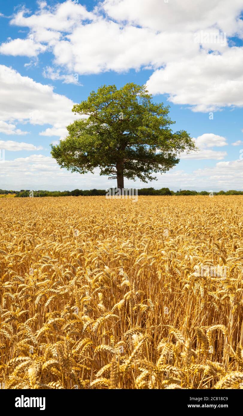 Solitary oak tree in a field of golden ripe wheat in the foreground and with blue sky and fluffy white clouds. Upright. Much Hadham, Hertfordshire. UK Stock Photo