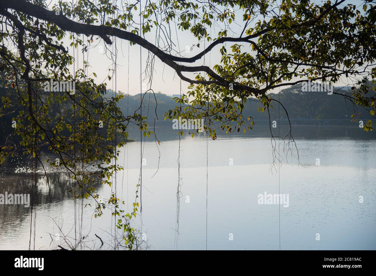 Tree vines on green tree branches with sunrise pond background Stock Photo