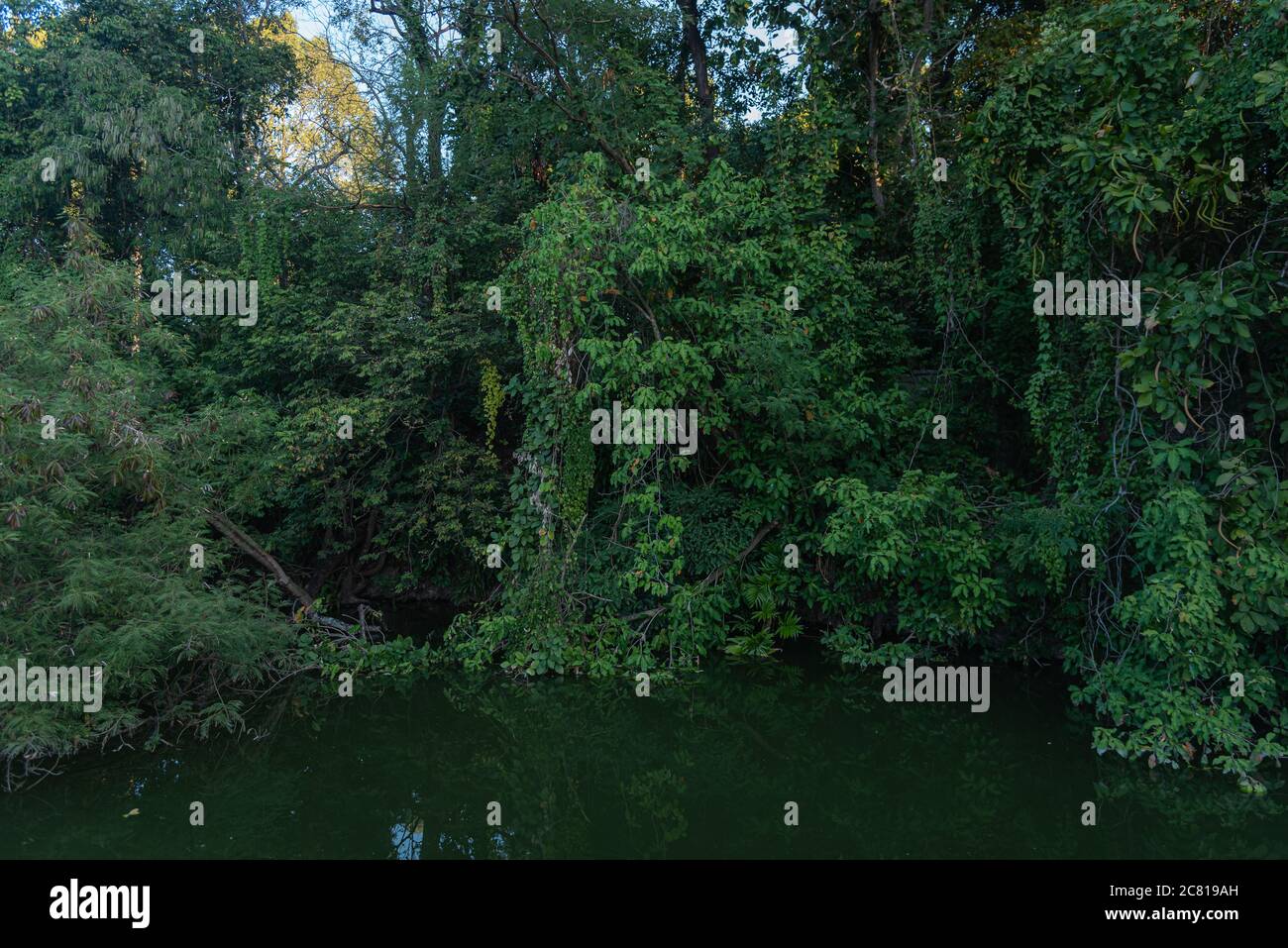 Tropical jungle green forest waterside background Stock Photo