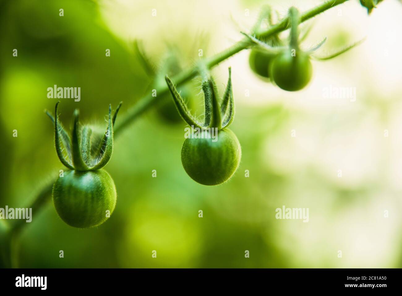 Closeup Cherry Tomatoes on the vine in a home garden Stock Photo