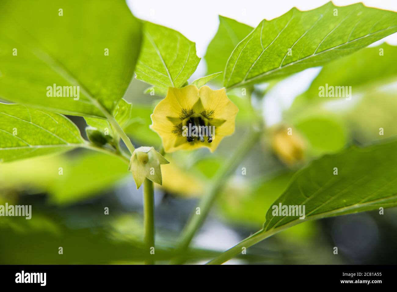 Closeup Tomatillo Blossom ready to be pollinated in a home garden Stock Photo