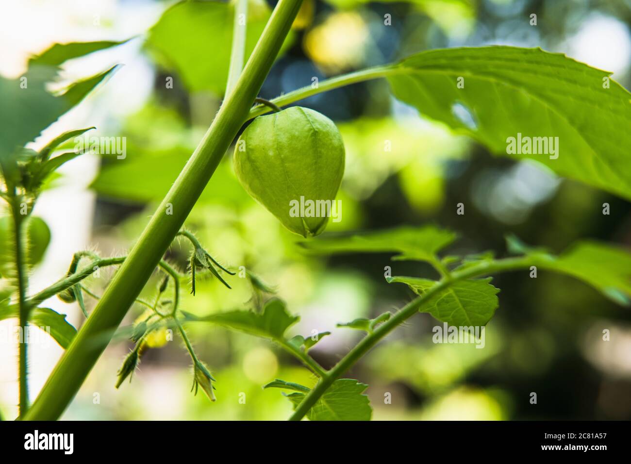 Closeup Tomatillo on the vine in a home garden Stock Photo