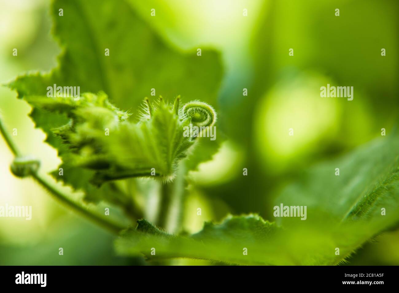 Closeup Butternut Squash tendrils curled up in leaf Stock Photo