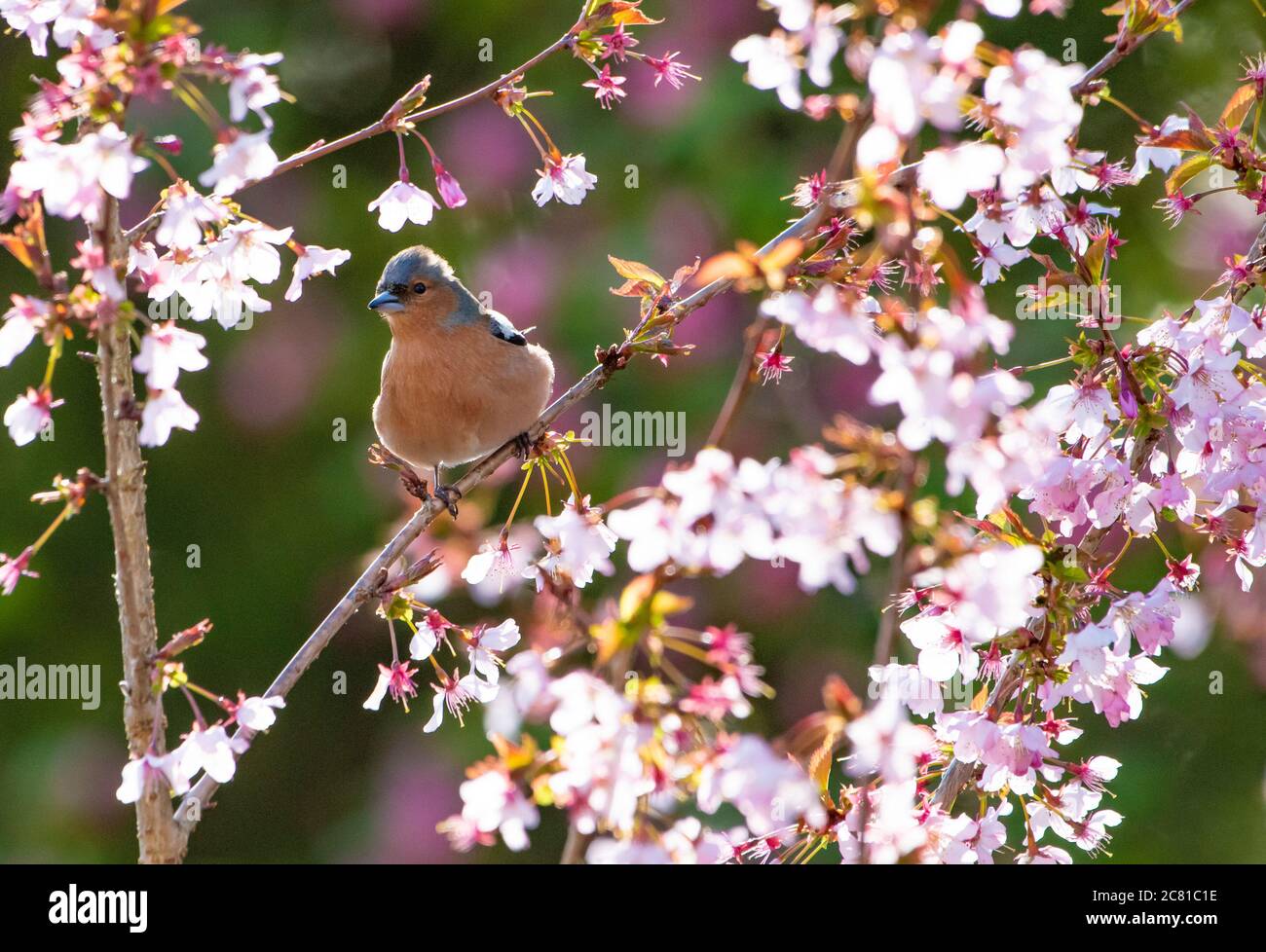 Male Chaffinch (Fringilla coelebs) perched in a Japanese cherry tree with spring cherry blossom, Chipping, Preston, Lancashire. Stock Photo