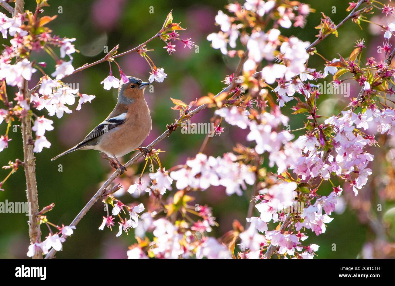 A male Chaffinch in the cherry blossom, Chipping, Preston, Lancashire. UK Stock Photo
