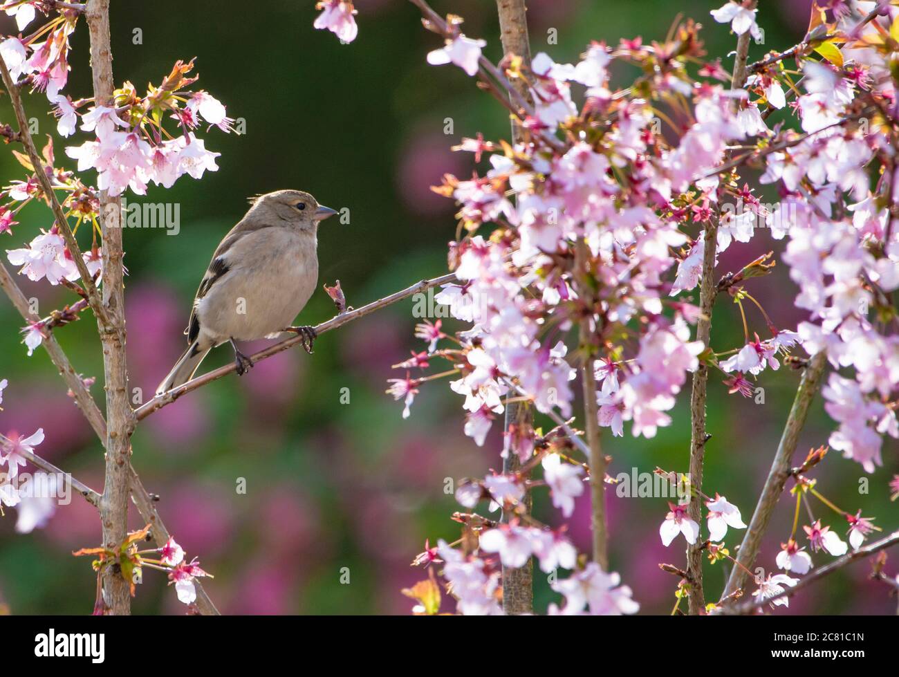 Female Chaffinch (Fringilla coelebs) perched in a tree with spring cherry blossom, Chipping, Preston, Lancashire. Stock Photo