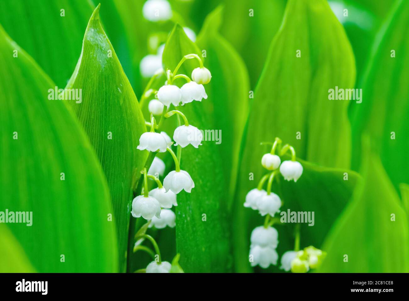 lily of the valley flowers (Convallaria majalis) in spring forest with water drops after rain Stock Photo