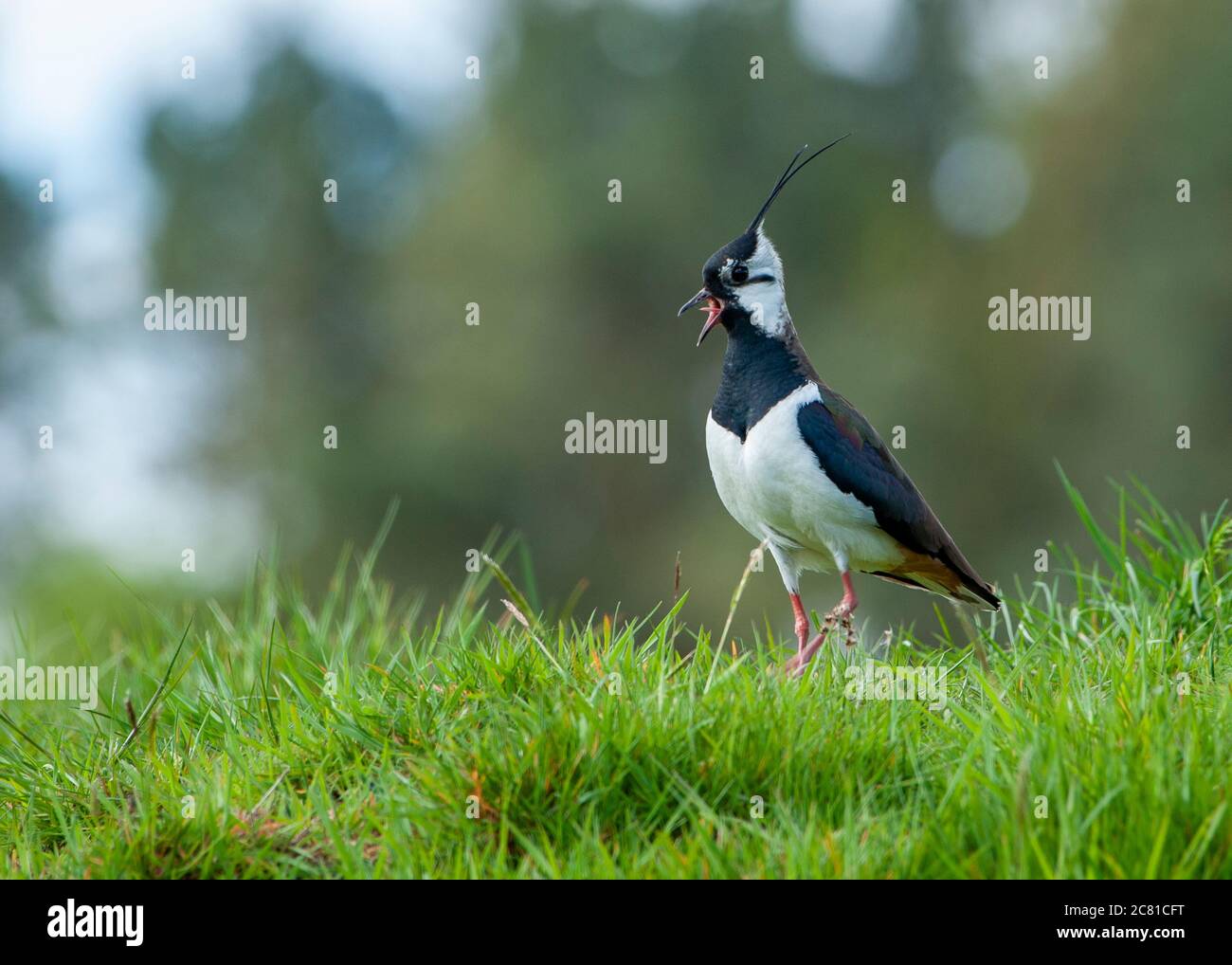 A lapwing calling, Whitewell, Clitheroe, Lancashire. This farmland bird has suffered significant declines recently and is now a Red List of species. Stock Photo
