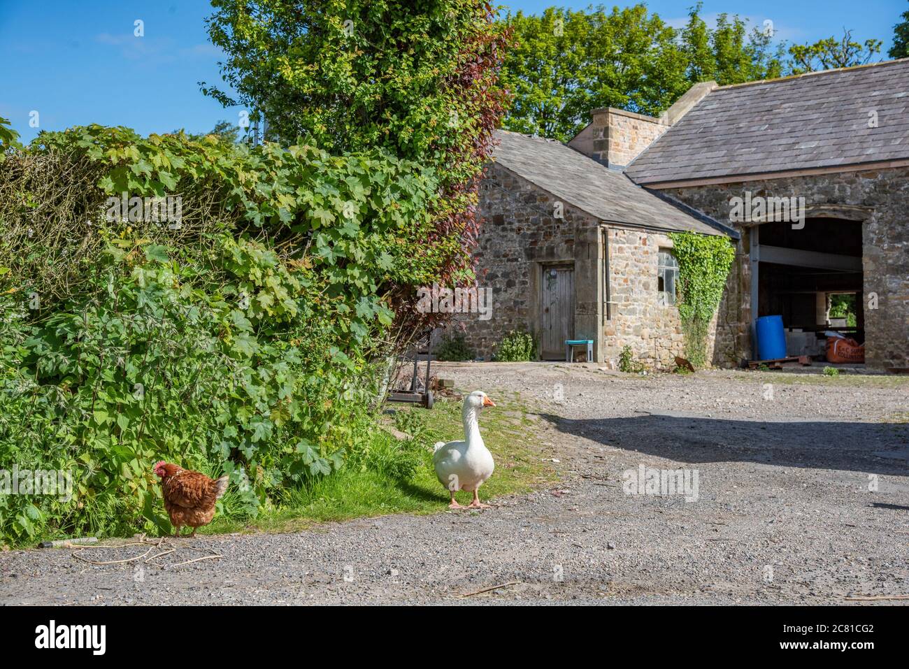 the-farm-yard-hi-res-stock-photography-and-images-alamy