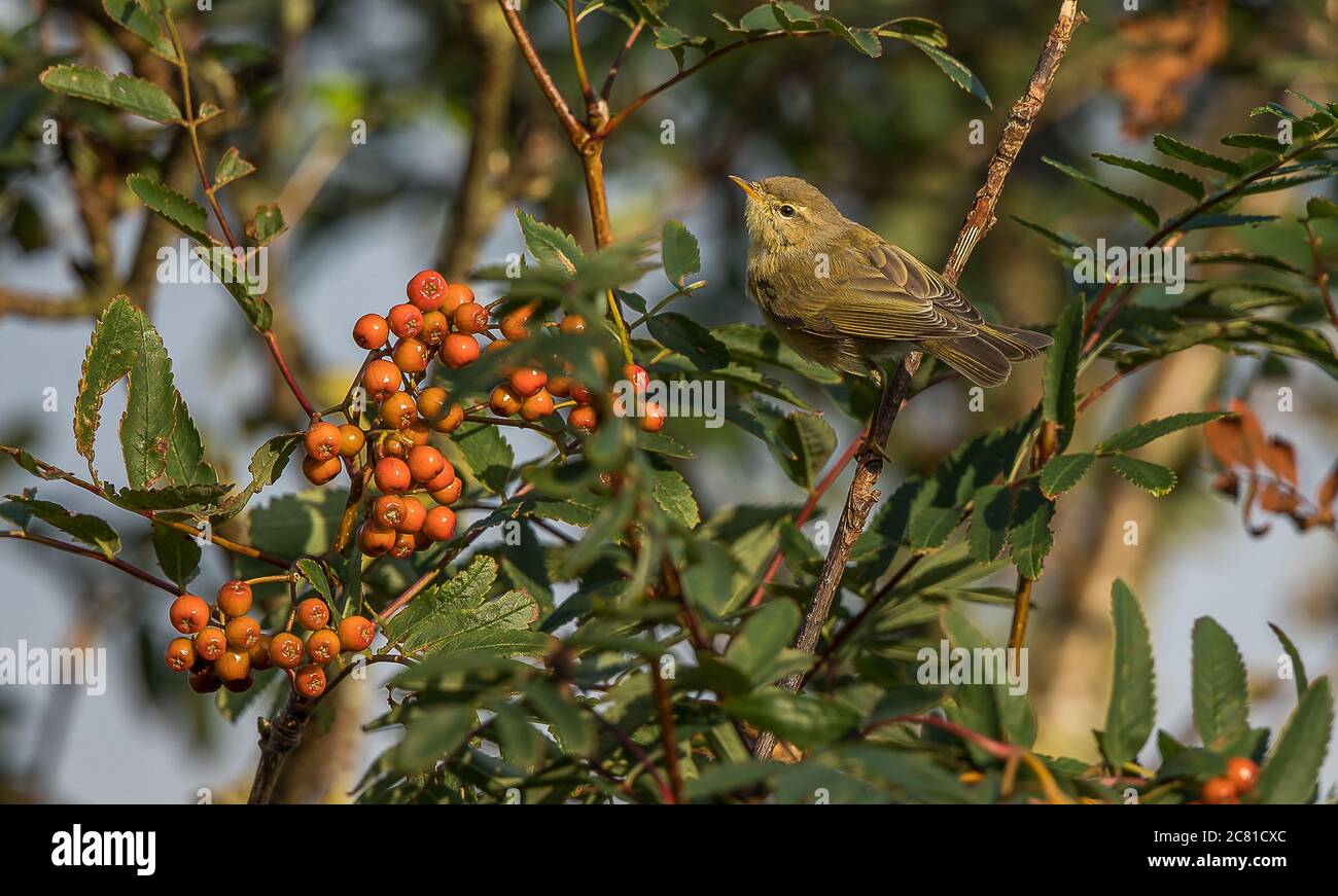 Chiff chaff tree hi-res stock photography and images - Alamy