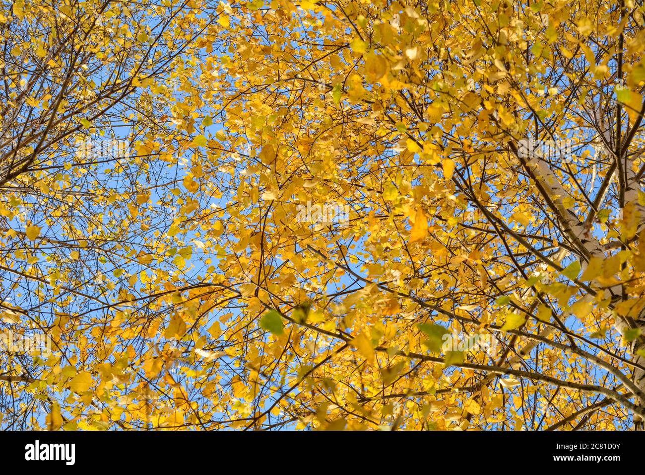 Autumn background with yellow leaves are birch tree on vibrant blue sky ...