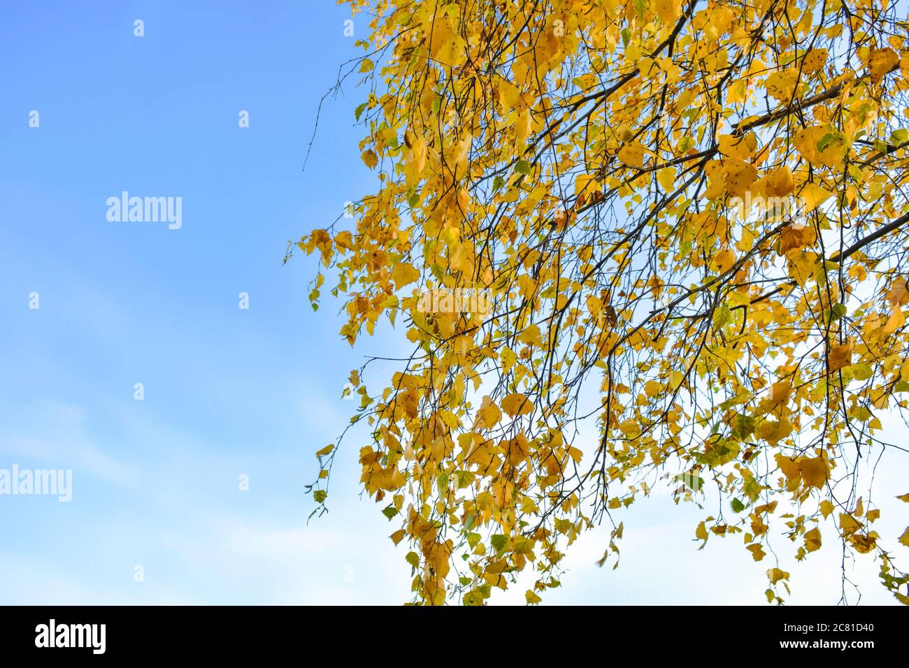 Autumn background with yellow leaves are birch tree on vibrant blue sky ...