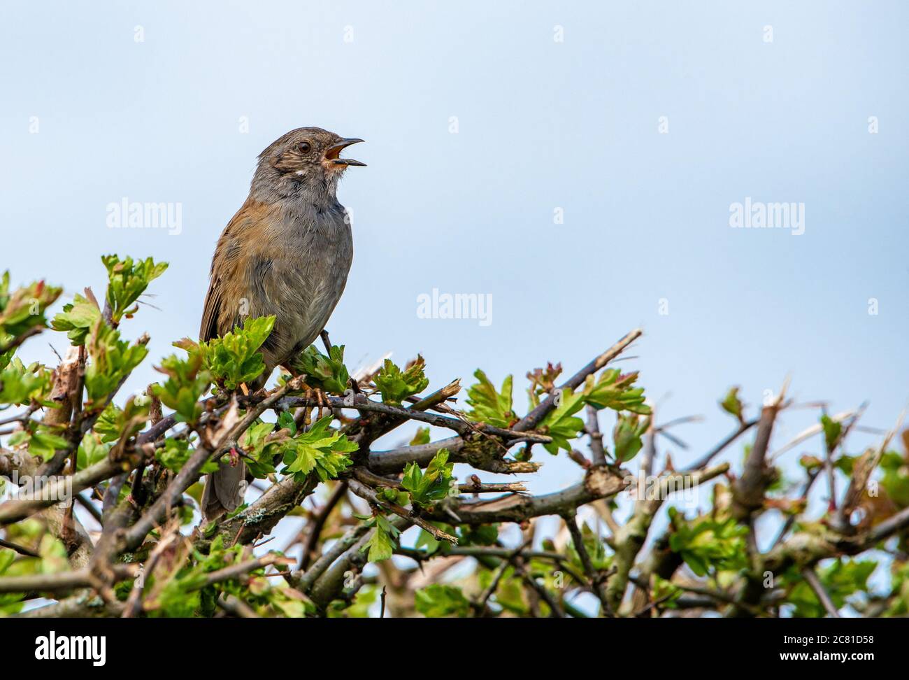 A Dunnock singing in a hedge, Chipping, Preston, Lancashire, England, United Kingdom. Stock Photo