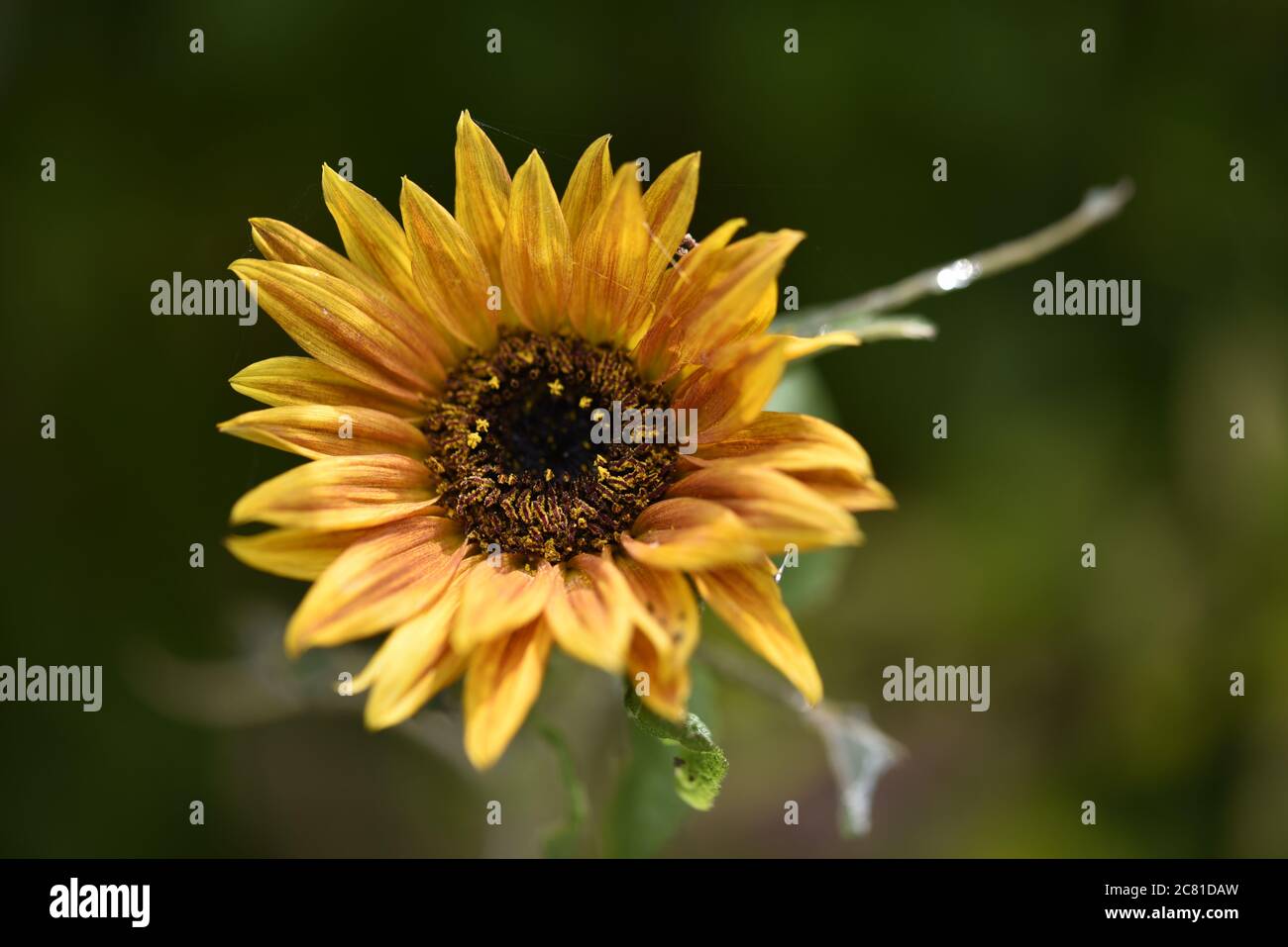 Sunflower (Helianthus) Velvet Queen in Afternoon Sun in England Stock Photo