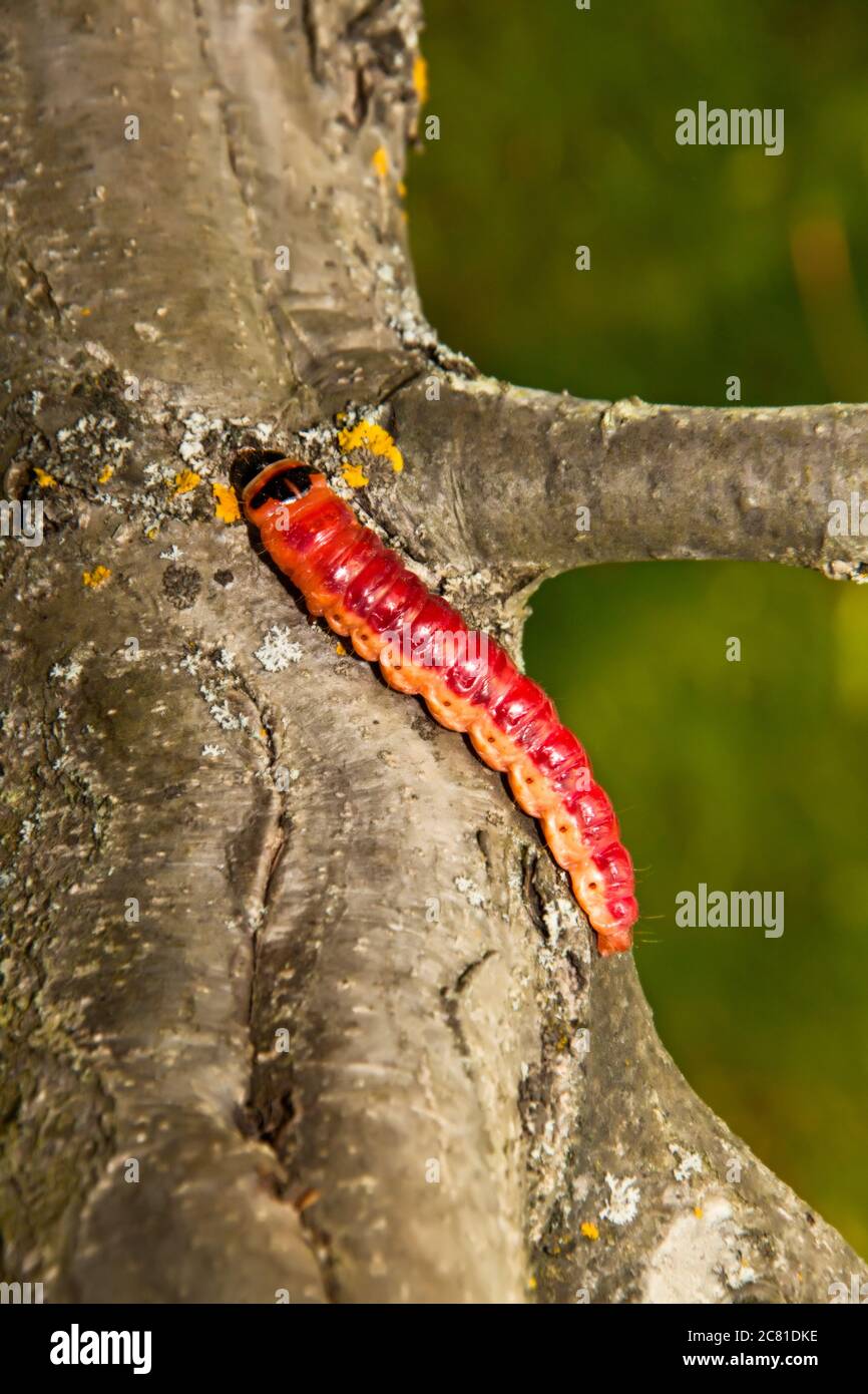 Гусеница бражника тополевого. Гусеница ползет по стволу. Гусеница ползет по стволу. Гусеница ползет по стволу. Бражник павлиний глаз гусеница.
