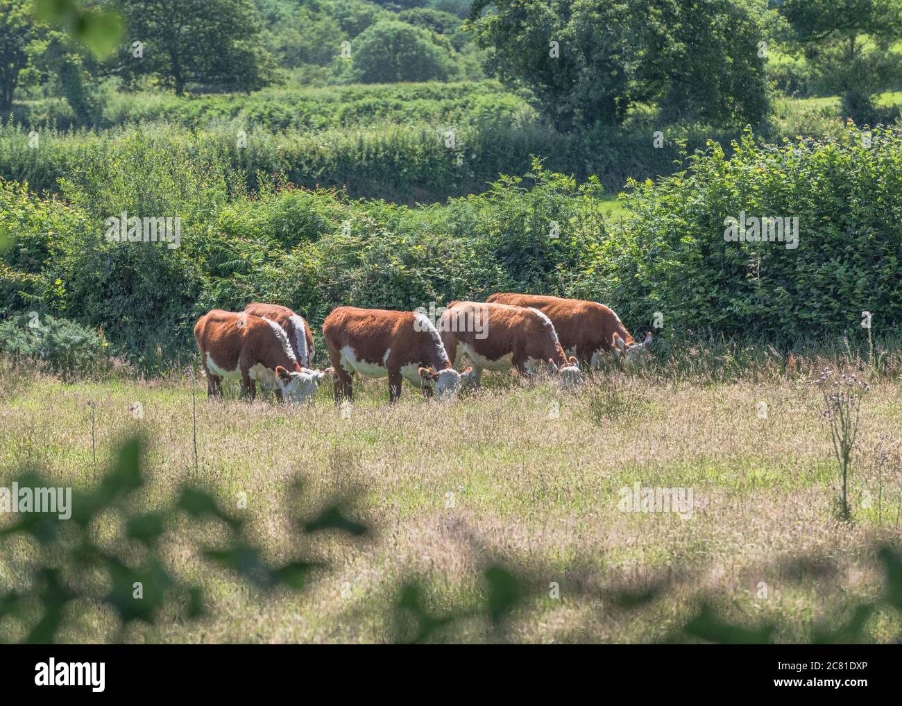 Cattle grazing in pasture. Believed to be Hereford cattle breed. For UK livestock industry, livestock farming, cows, UK cattle breeds, British beef. Stock Photo