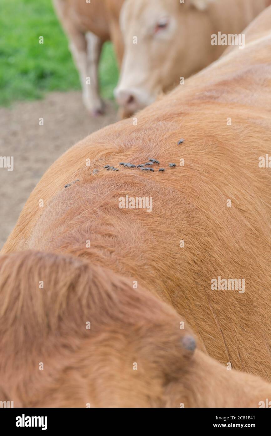 Stable flies cattle hires stock photography and images Alamy