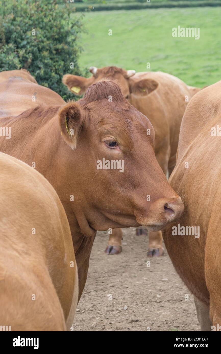 Young bull looking at camera. Metaphor UK livestock farming, UK cattle, farming industry, cows, animal portrait photo, British beef. Stock Photo