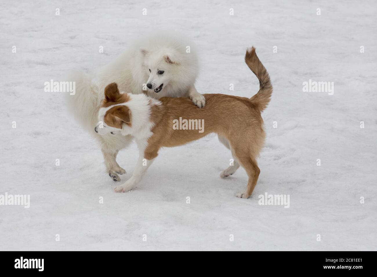 Spitz Mongrel High Resolution Stock Photography And Images Alamy