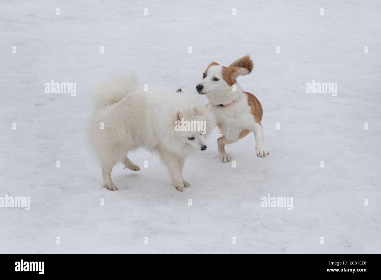 Cute Japanese Spitz Puppy And Multibred Dog Puppy Are Playing On A White Snow In The Winter Park Pet Animals Purebred Dog Stock Photo Alamy