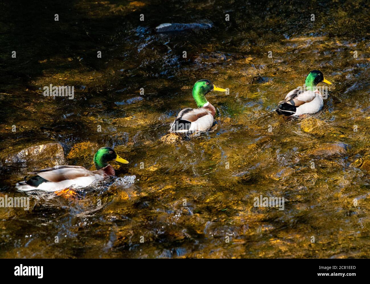 Three male Mallard ducks swimming on Chipping Brook, Chipping, Preston, Lancashire, UK. Stock Photo