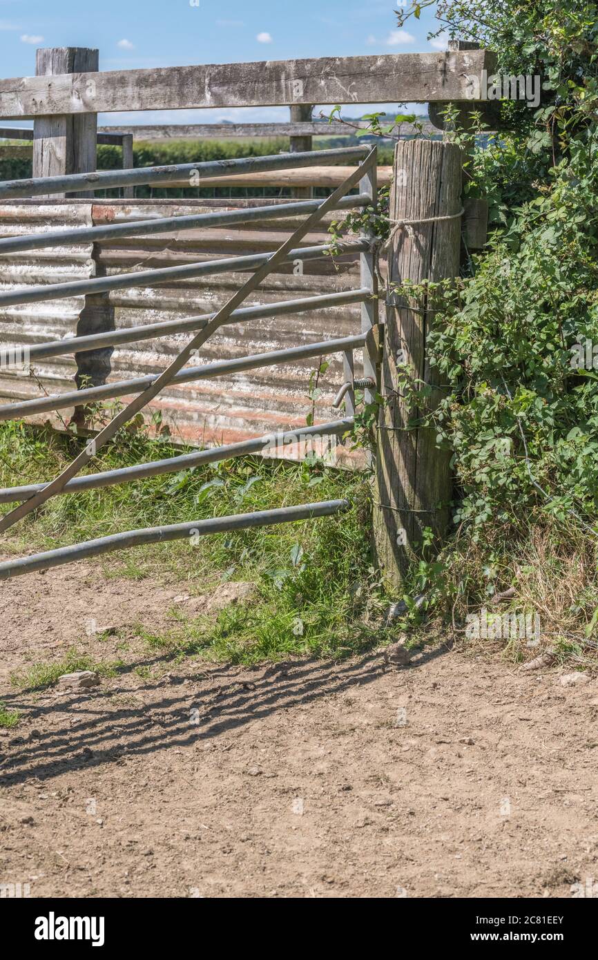 Metal farm cattle pen gate with wooden pen structure in background