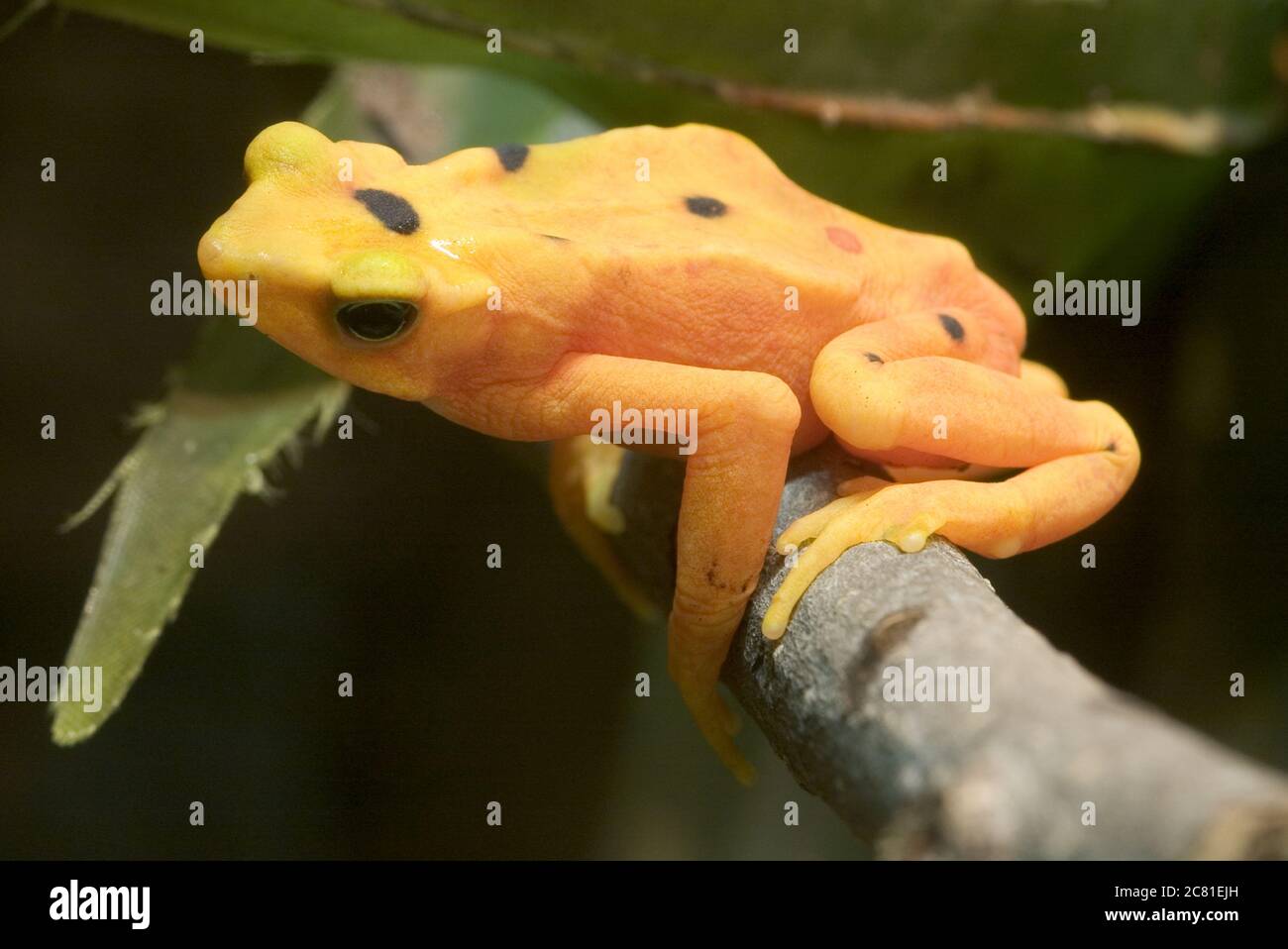 Closeup shot of a panamanian golden frog - perfect for background Stock Photo