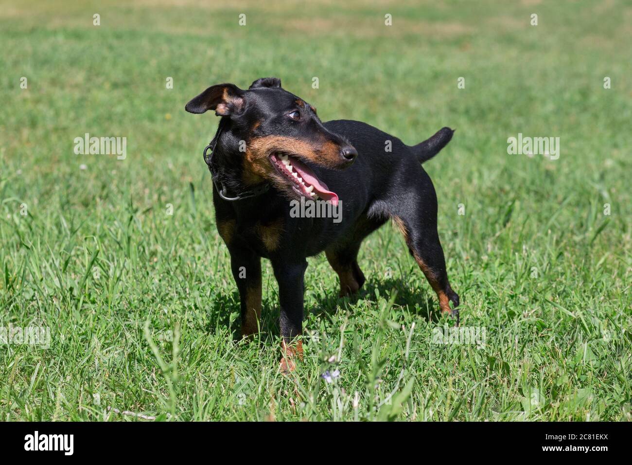 Cute german jagdterrier puppy is standing on a green grass in the summer park. Pet animals. Purebred dog. Stock Photo