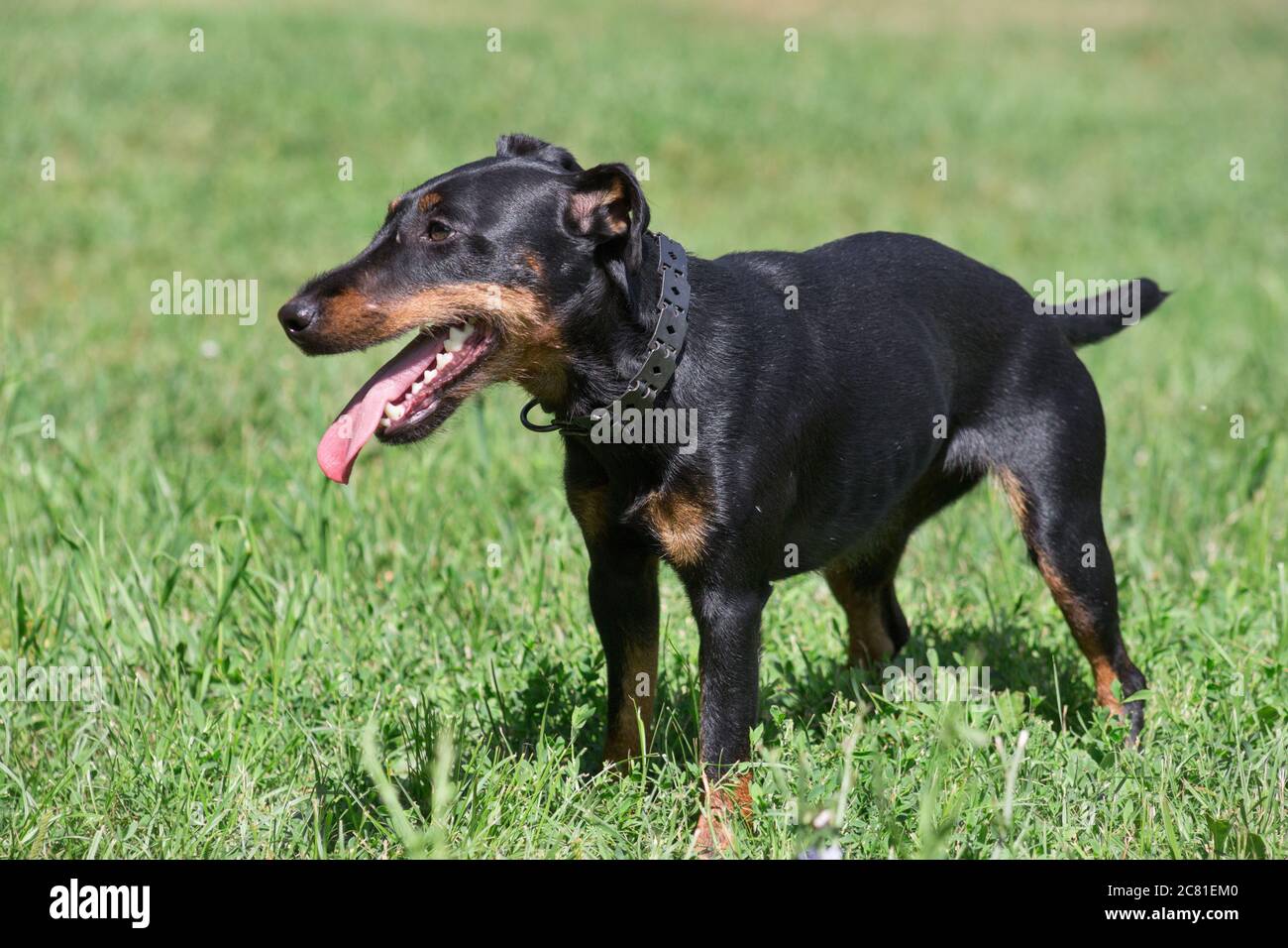 German jagdterrier puppy is standing on a green grass in the summer park. Pet animals. Purebred dog. Stock Photo