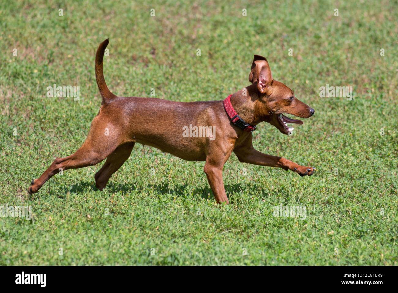 Zwergpinscher puppy is running on a green grass in the summer park. Pet animals. Purebred dog. Stock Photo