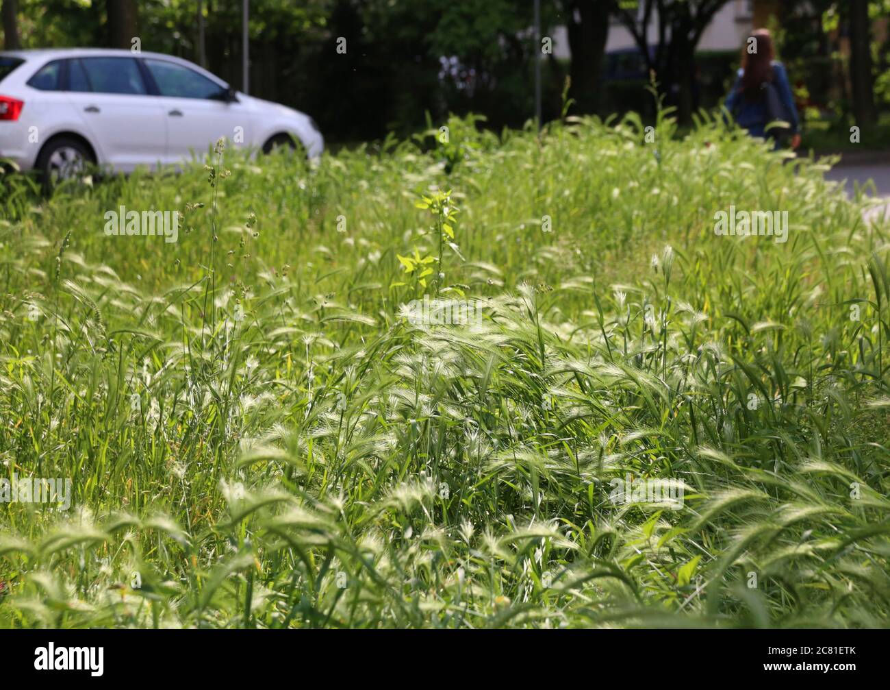 Cracow. Krakow. Poland. Barley growing in the uncut lawn in the center of the town. Stock Photo