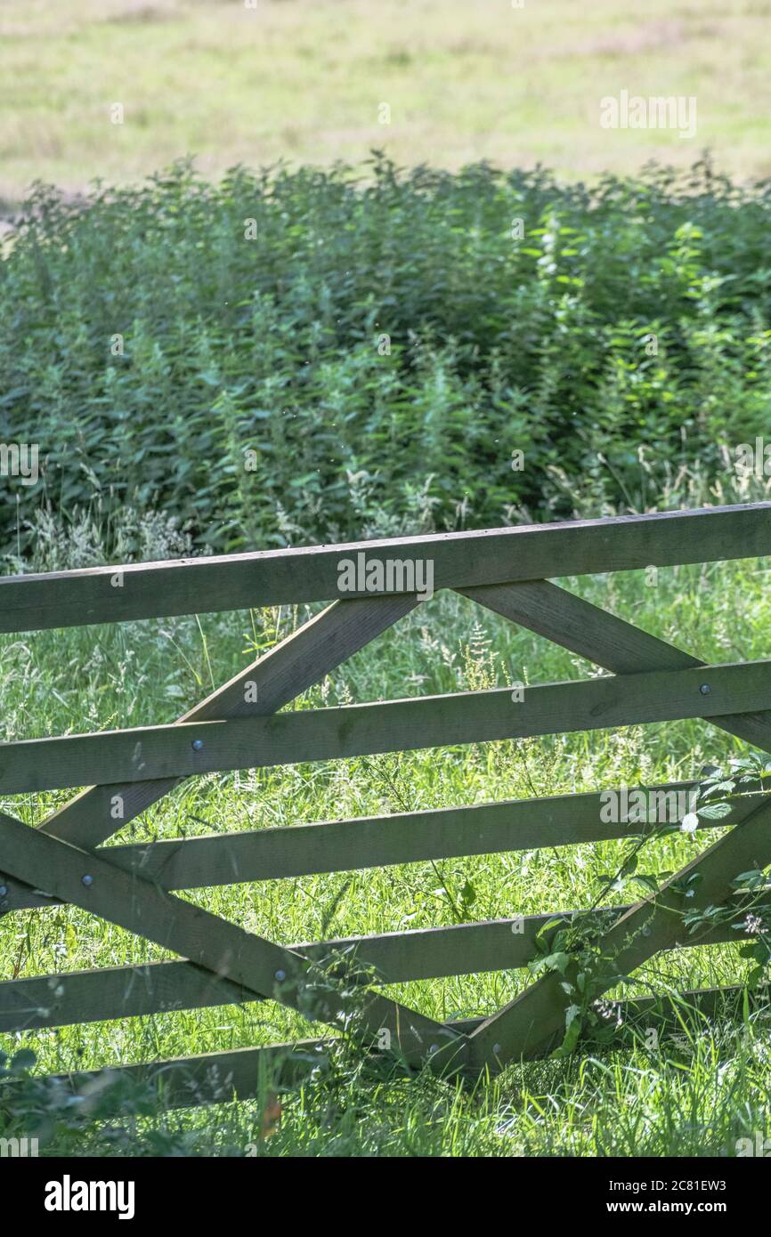 Field entrance with a wooden farm gate with a substantial soft focus patch of Stinging Nettles / Urtica dioica behind. UK agriculture and farming. Stock Photo