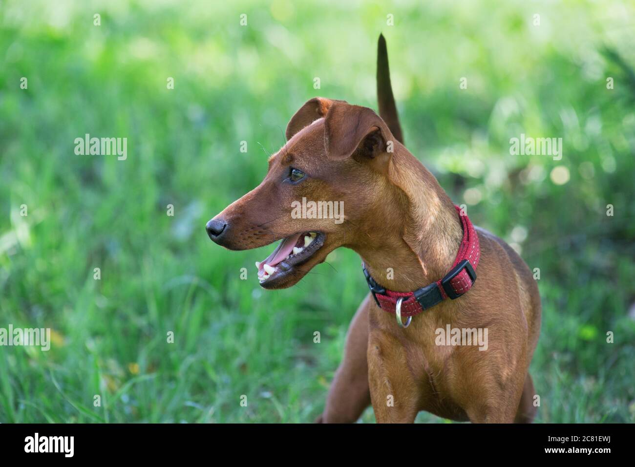 Zwergpinscher puppy is standing on a green grass in the summer park. Pet animals. Purebred dog. Stock Photo