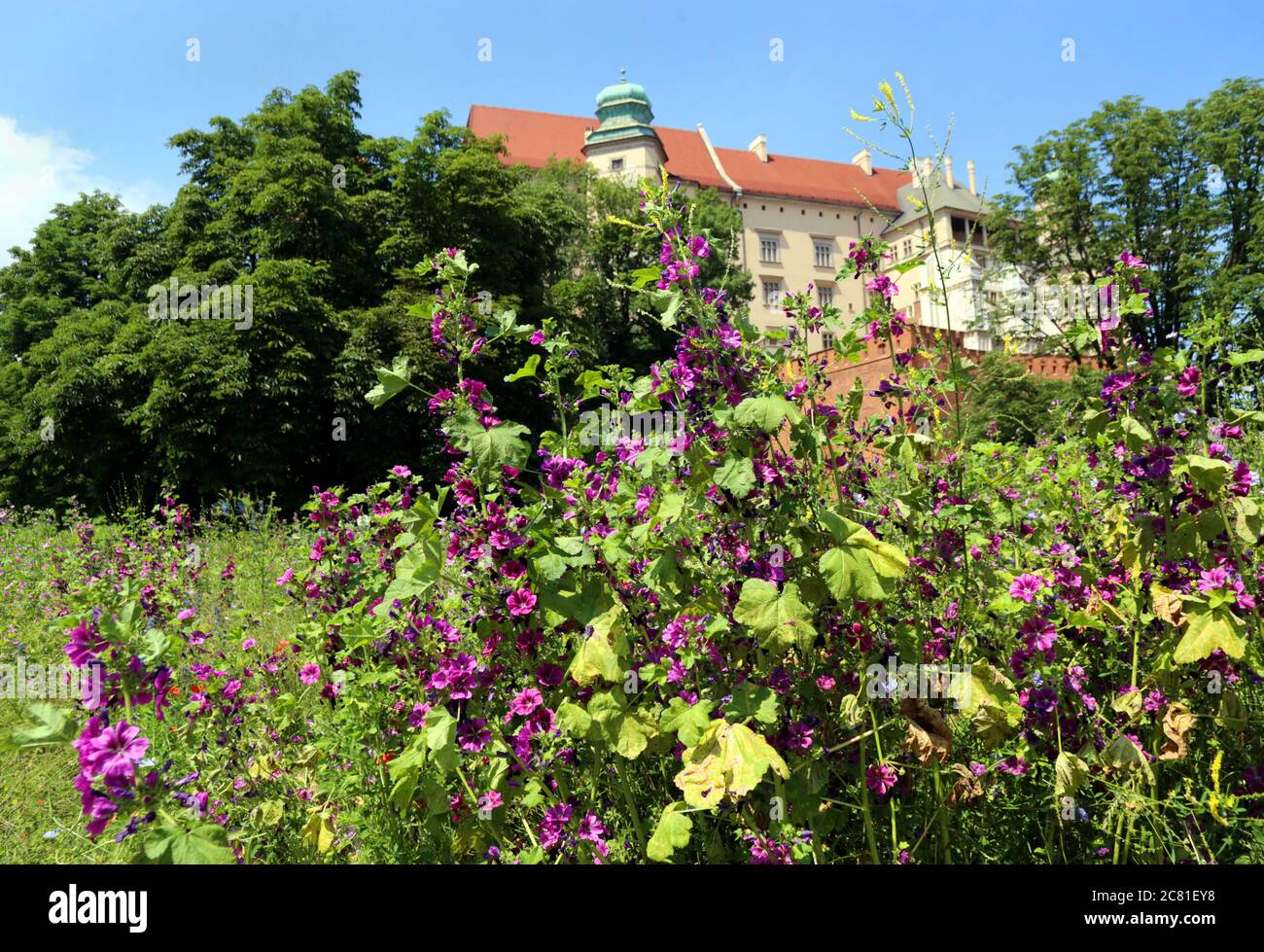 Cracow. Krakow. Poland. Wild flower meadow lawn in front of Wawel royal castle. Stock Photo
