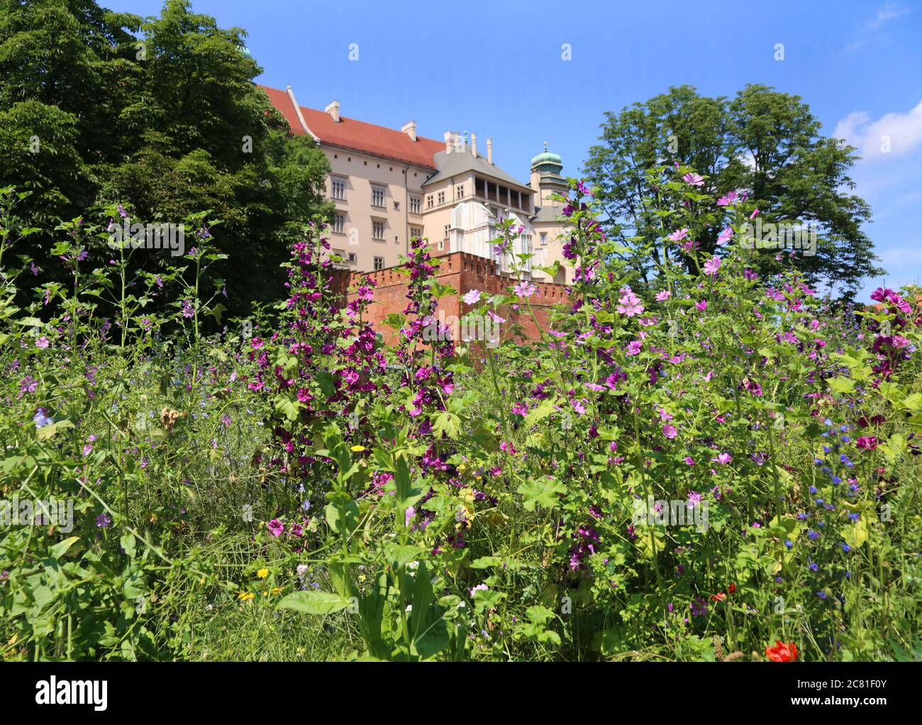 Cracow. Krakow. Poland. Wild flower meadow lawn in front of Wawel royal castle. Stock Photo