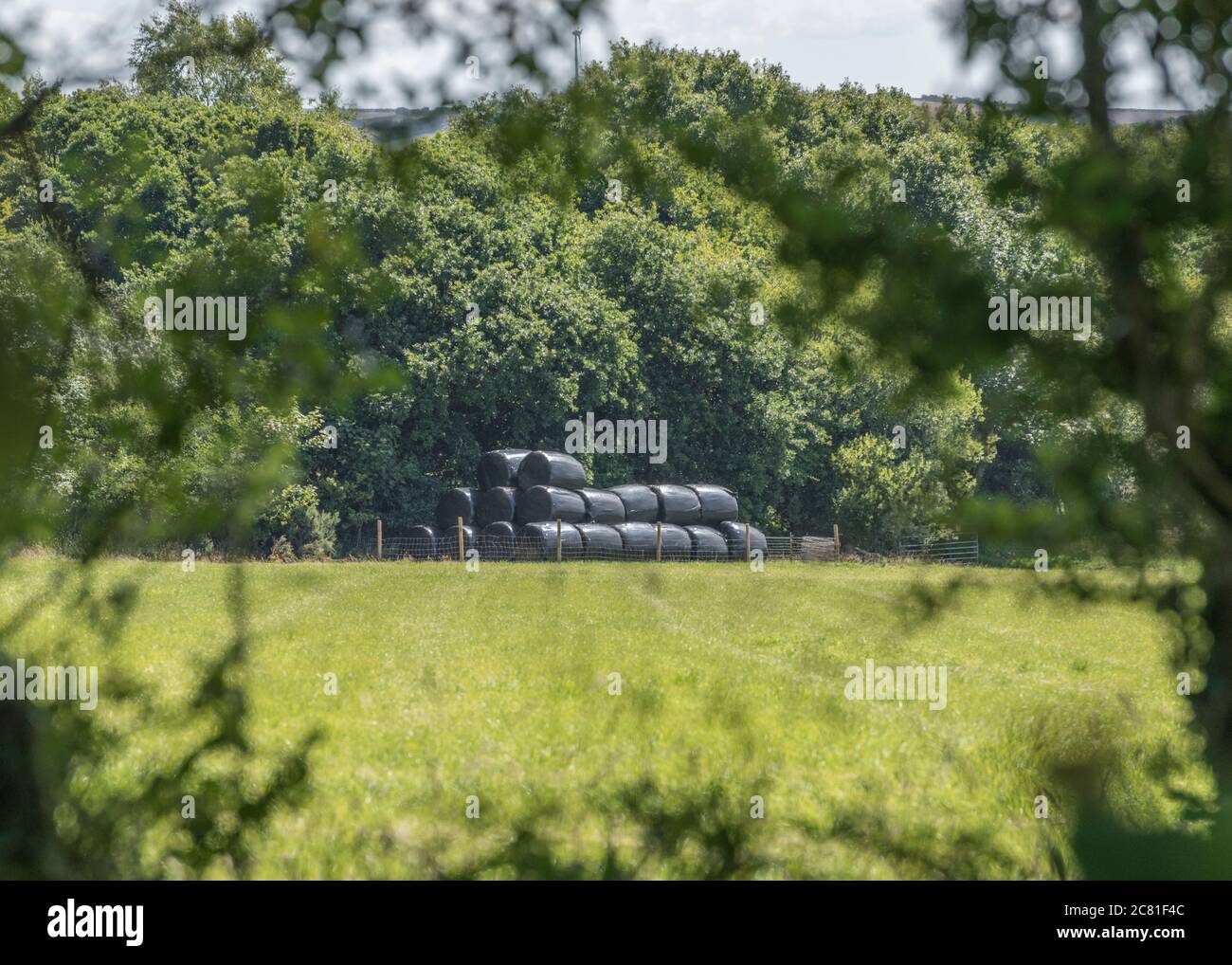 Distant black polywrap wrapped haylage bales stacked, and seen through hedgerow. Metaphor UK farming industry, & also plastic uses in farming. Stock Photo