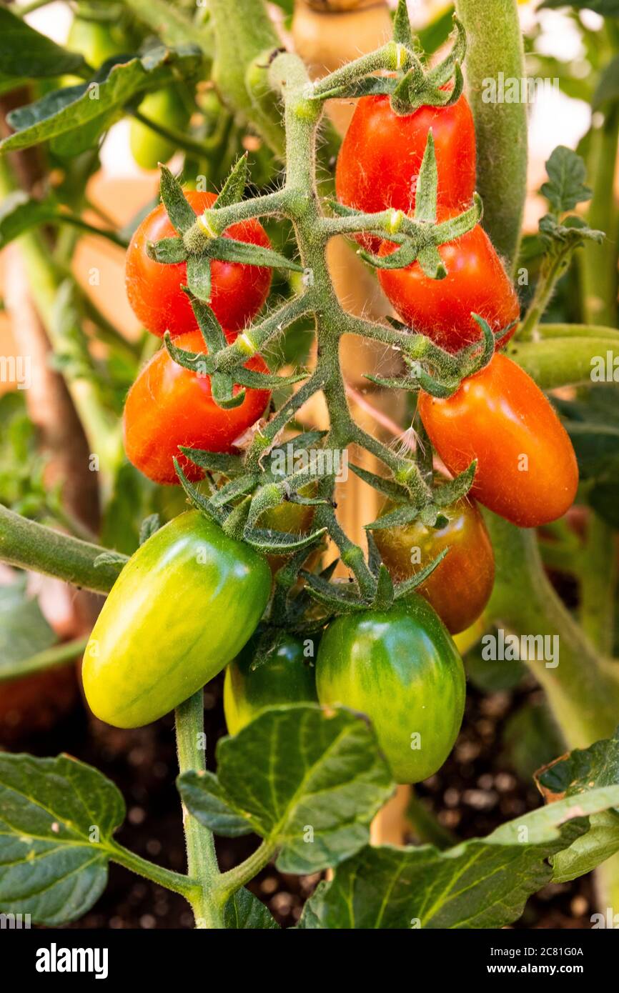 Several cherry cherry tomatoes on the plant at different ripening points. Stock Photo