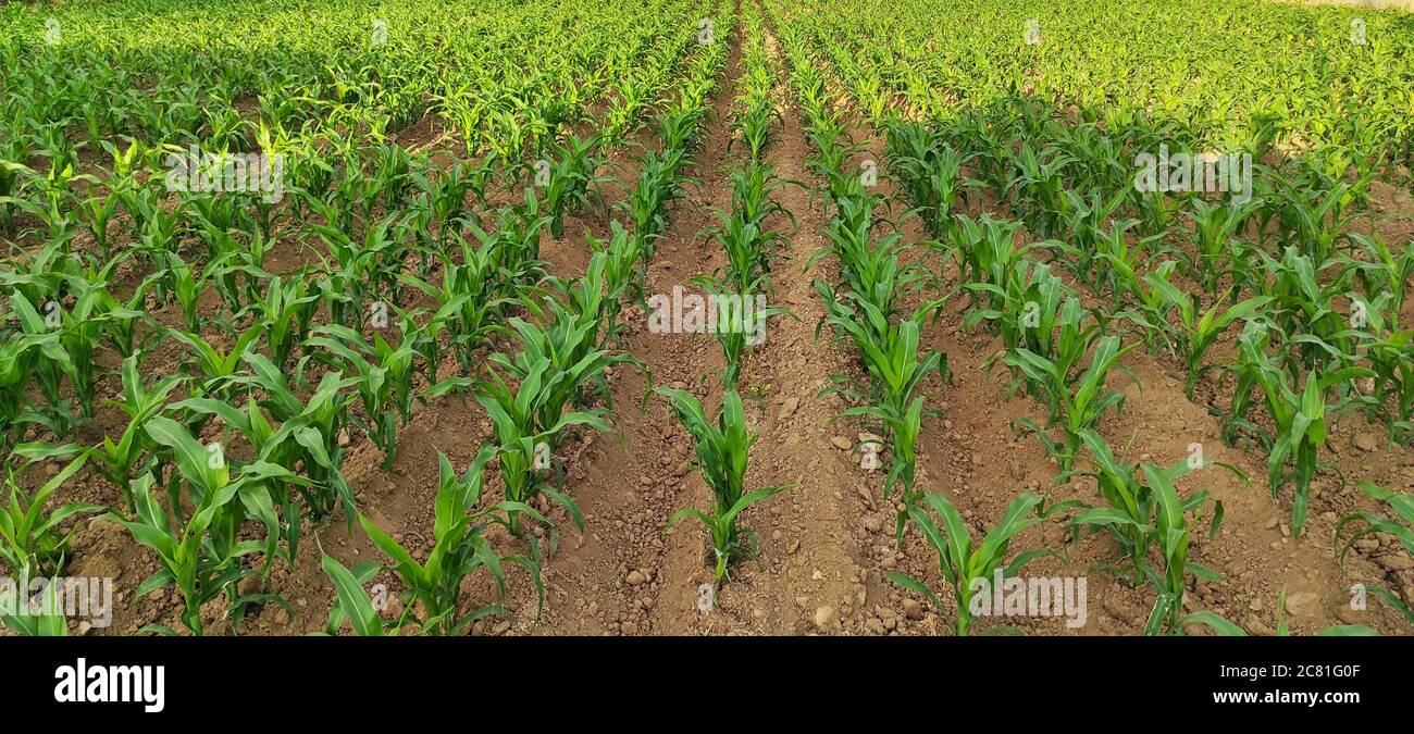 Panoramic shot of a corn plantation in its first weeks of growth. Stock Photo