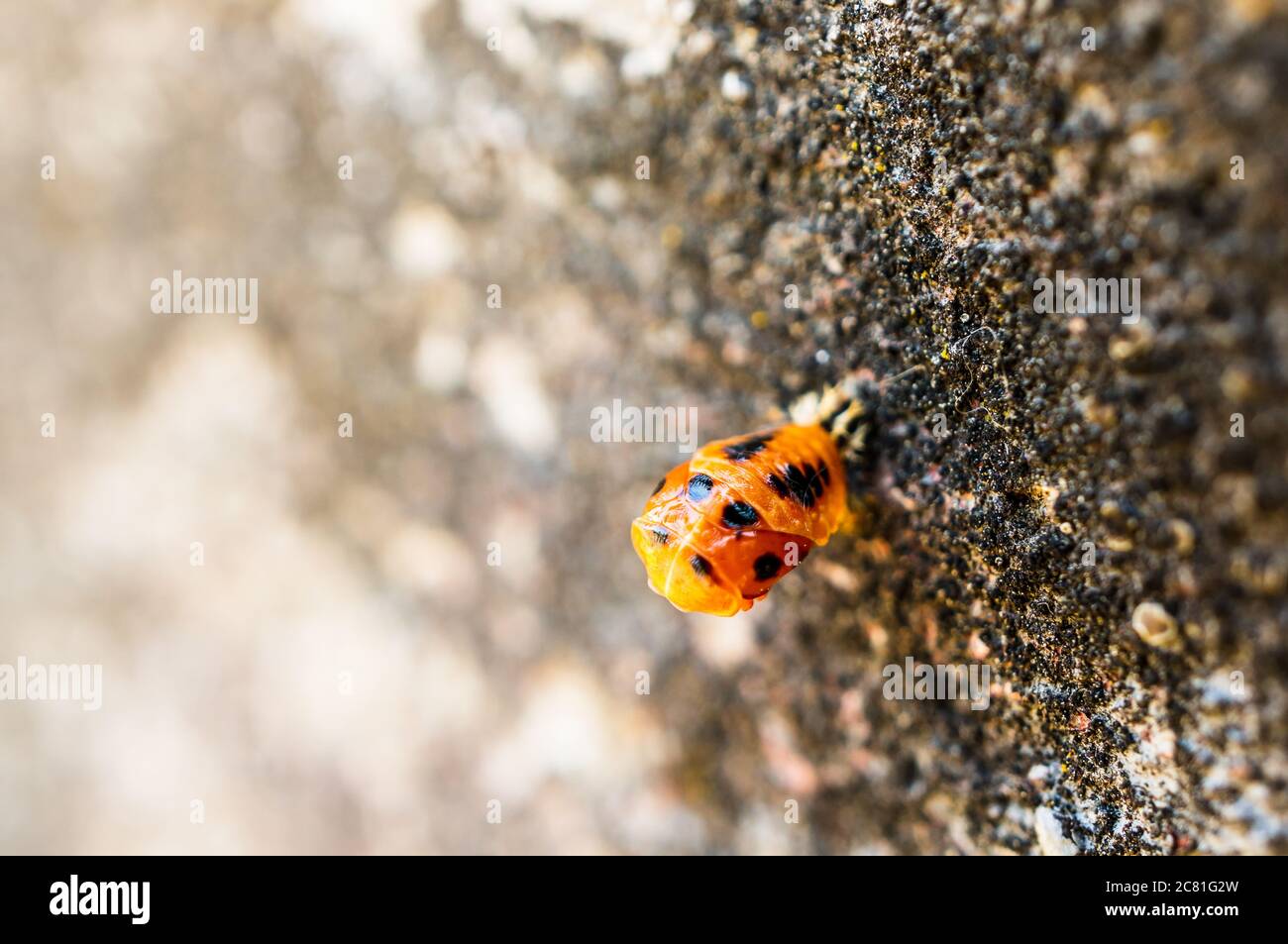 Ladybird larvae on a wall Stock Photo Alamy