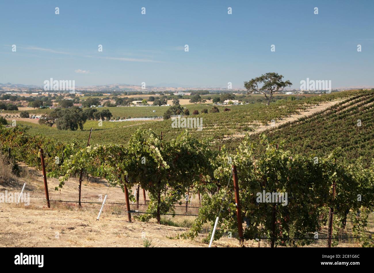Coastal oaks standing among the rows of wine grapes in a Paso Robles vineyard Stock Photo