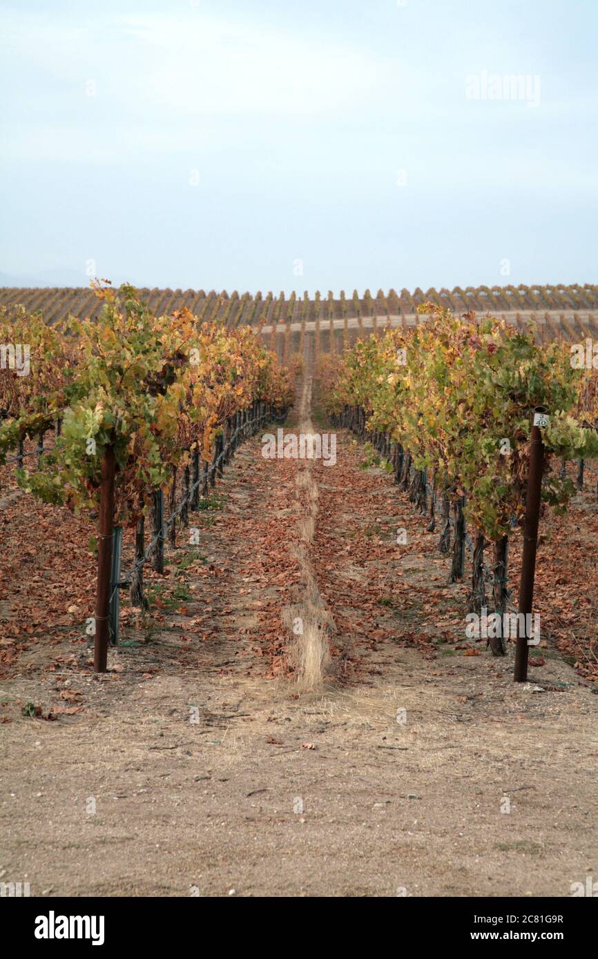 looking down between two rows of grape vines in the fall in a Paso Robles area vineyard Stock Photo
