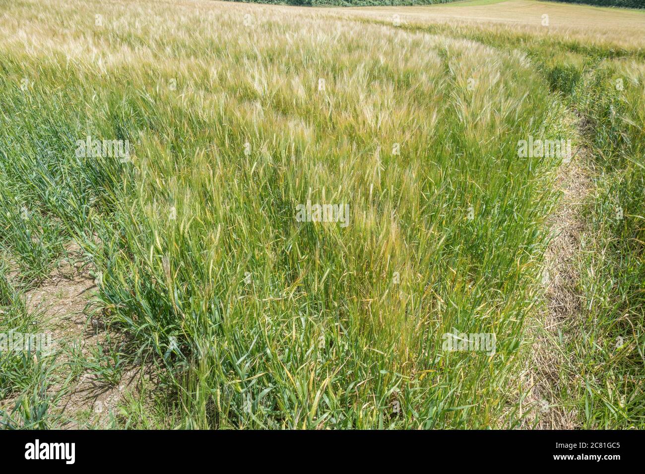 Ripening green Barley / Hordeum crop in UK farmland. For UK barley