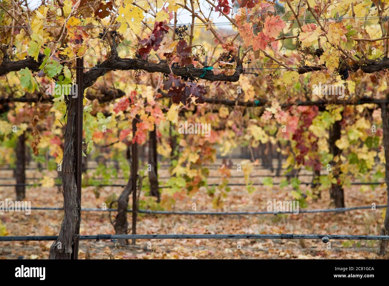 View through vines in a vineyard in the fall Stock Photo